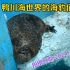鸭川海世界的海豹们（2024.3.7）