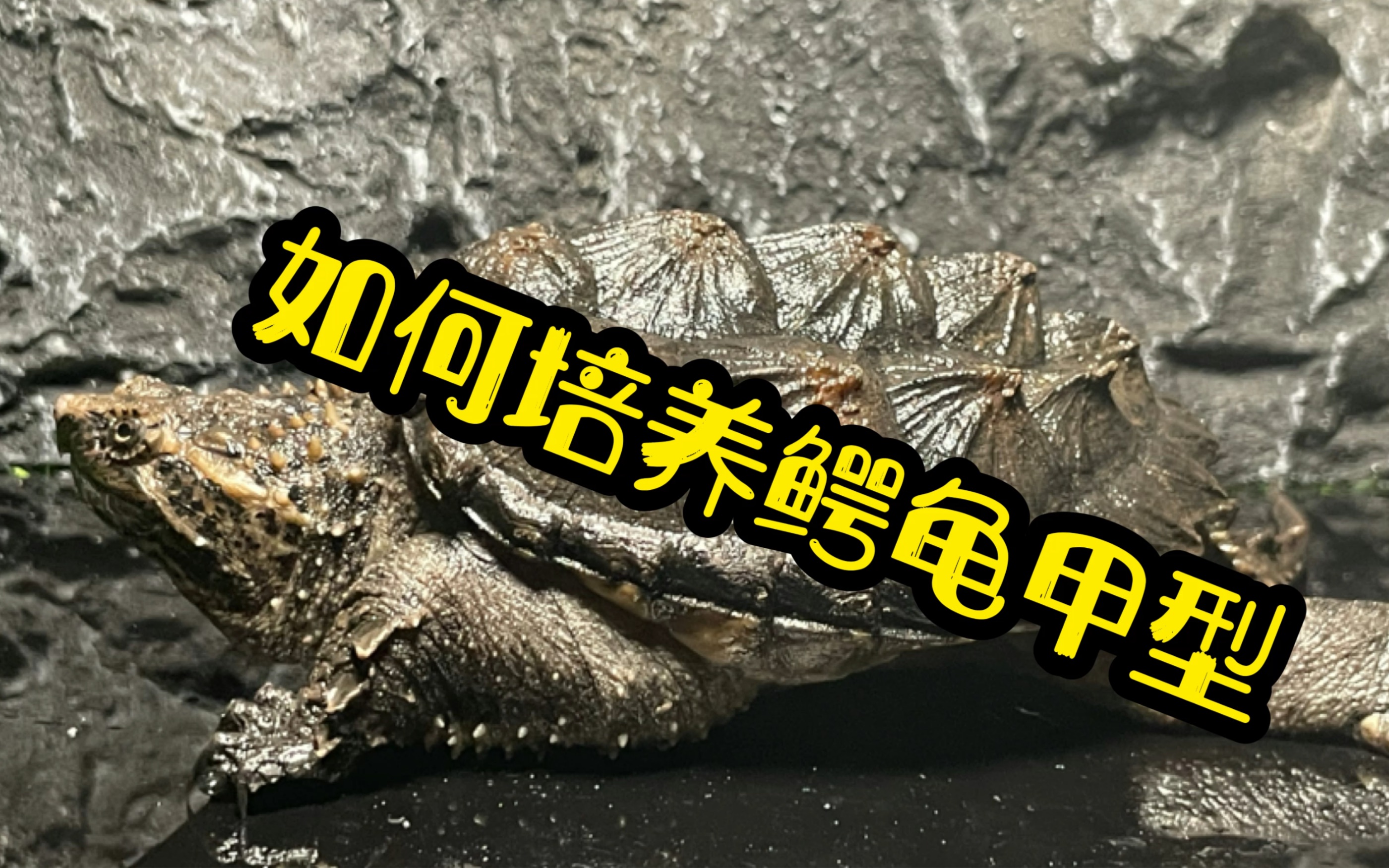 【大小杂鳄龟】穆托的日常饲养（1）_哔哩哔哩_bilibili