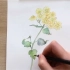 画了一朵花卉，水彩花卉画画教程