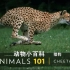 【科普】大型猫科动物——猎豹 （中英文字幕+源自国家地理频道）