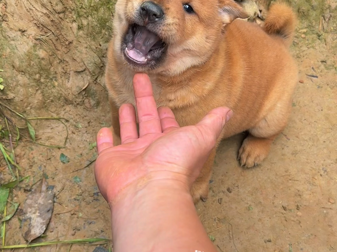小凶兽 脾气挺大