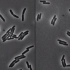 显微镜下细菌遇到青霉素 嘎！嘣！碎！