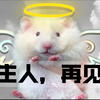 仓鼠死后如何处理？宠物身后事如何善后？请让它们尽量体面的走完最后一程！仓鼠死后请尽量不要直接扔垃圾桶