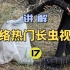 网络热门长虫视频(17)号称4米42斤的超级巨型眼镜王蛇?