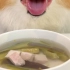 柯基犬喝茄子兔肉汤