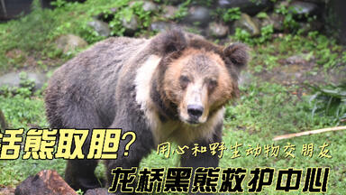 <em class="keyword">活熊取胆</em>会对黑熊造成什么样的伤害？龙桥黑熊救护中心用心和野生动物交朋友，弥补一部分人类对黑熊造成的伤害