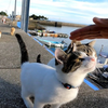 如果您坐在猫岛上，您很快就会被猫包围