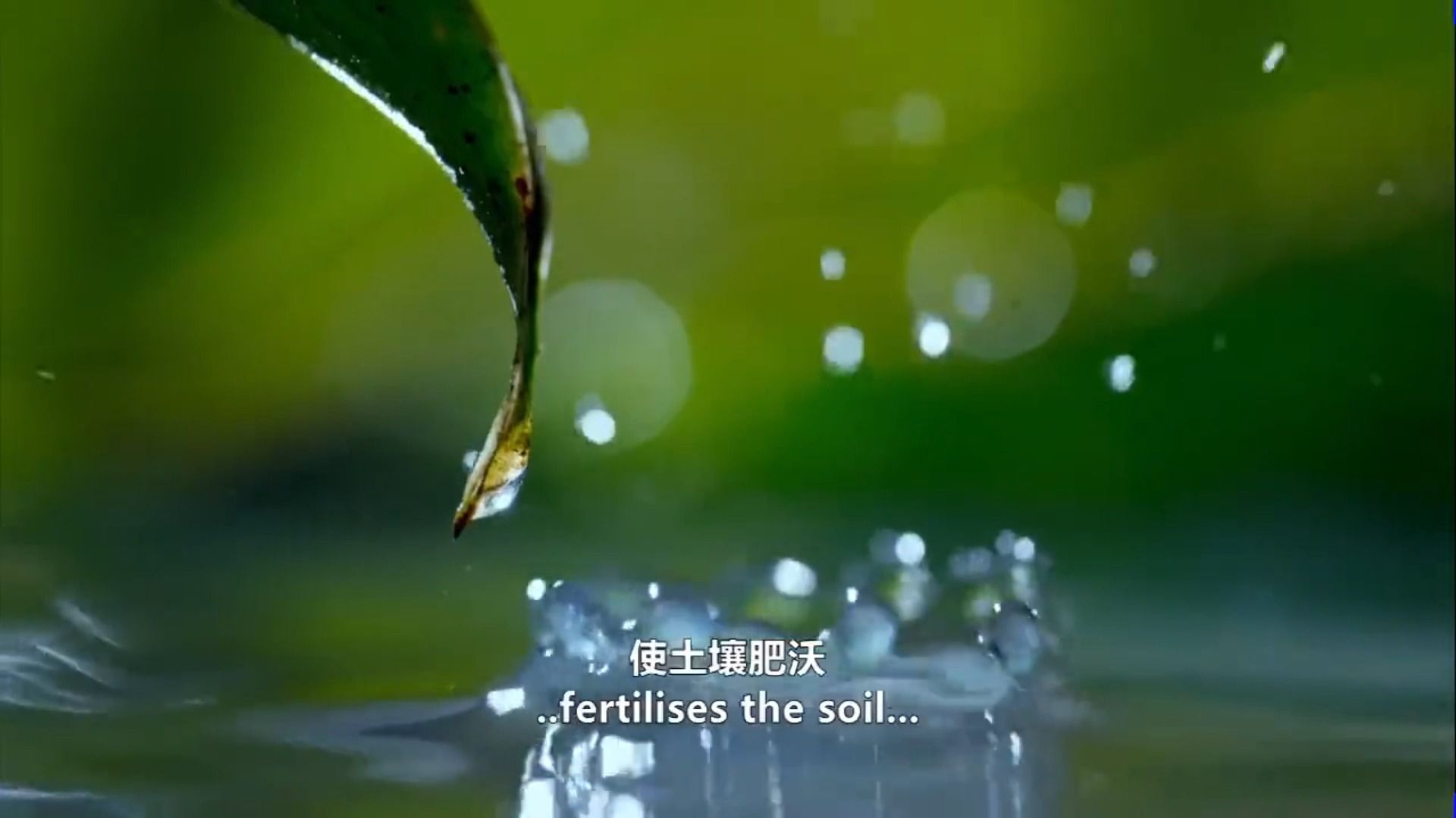 自然环境的整体性：撒哈拉沙漠与亚马孙雨林