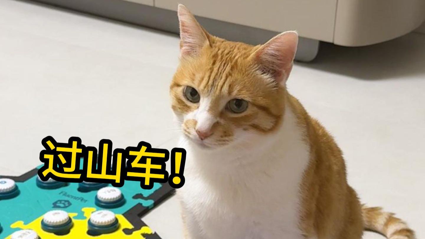 这就是传说中的“猫猫过山车”芜湖~
