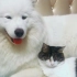 超萌萨摩耶，狗狗与猫咪是最好的朋友，太可爱了