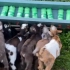 100只小羊羔冲向奶瓶疯狂抢饭吃，才2小时没喝奶就饿得咩咩叫