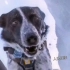 搜救犬发现幸存者的眼神，仿佛是在说：别怕，我来了！