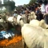 数十名印度教徒趴地上让200多头牛踩，以祈求好运