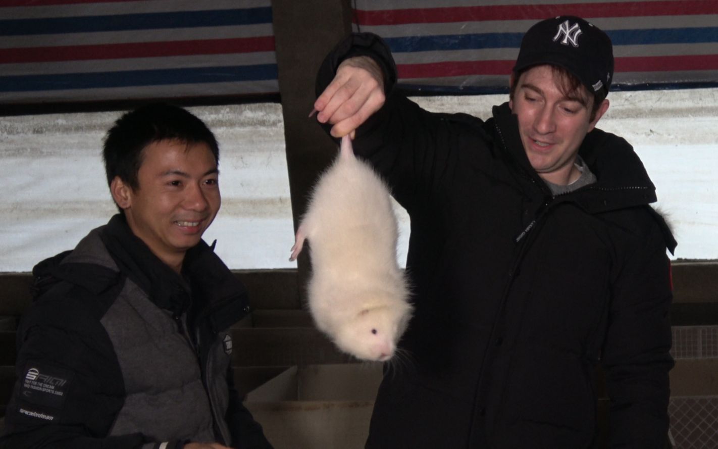 华农兄弟:郭杰瑞来我们家做客,带他看看竹鼠,还有小兔子下载