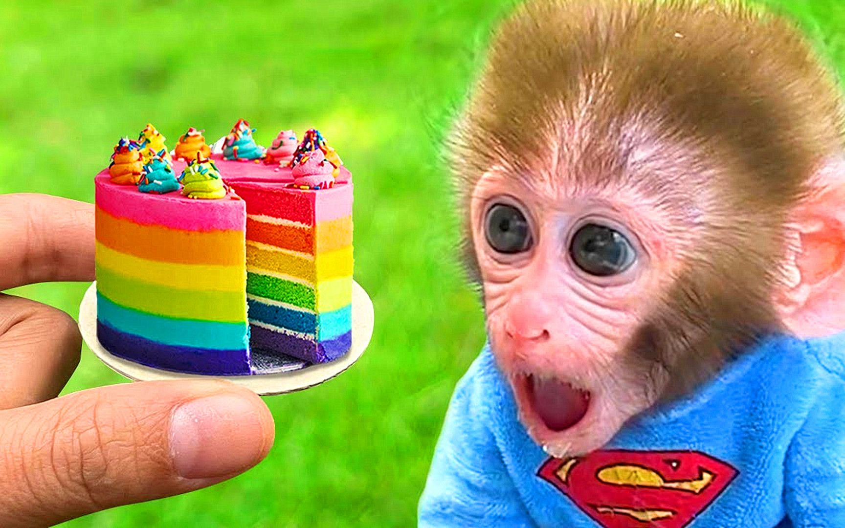 小猴子生日快乐图片-图库-五毛网