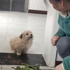 小奶狗生气了！哄不好的那种