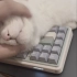 大型纪录片白猫与电脑传奇