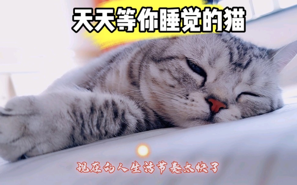 小猫咪上床和你睡觉的原因！