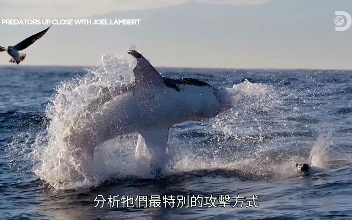 掠食特战高手 南非大白鲨