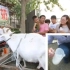 西安两岁幼童喝街头现挤羊奶得布病 医生回应：是一种人畜共患的传染病