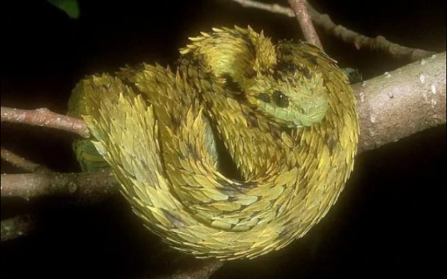 最帅的蛇:基伍树蝰