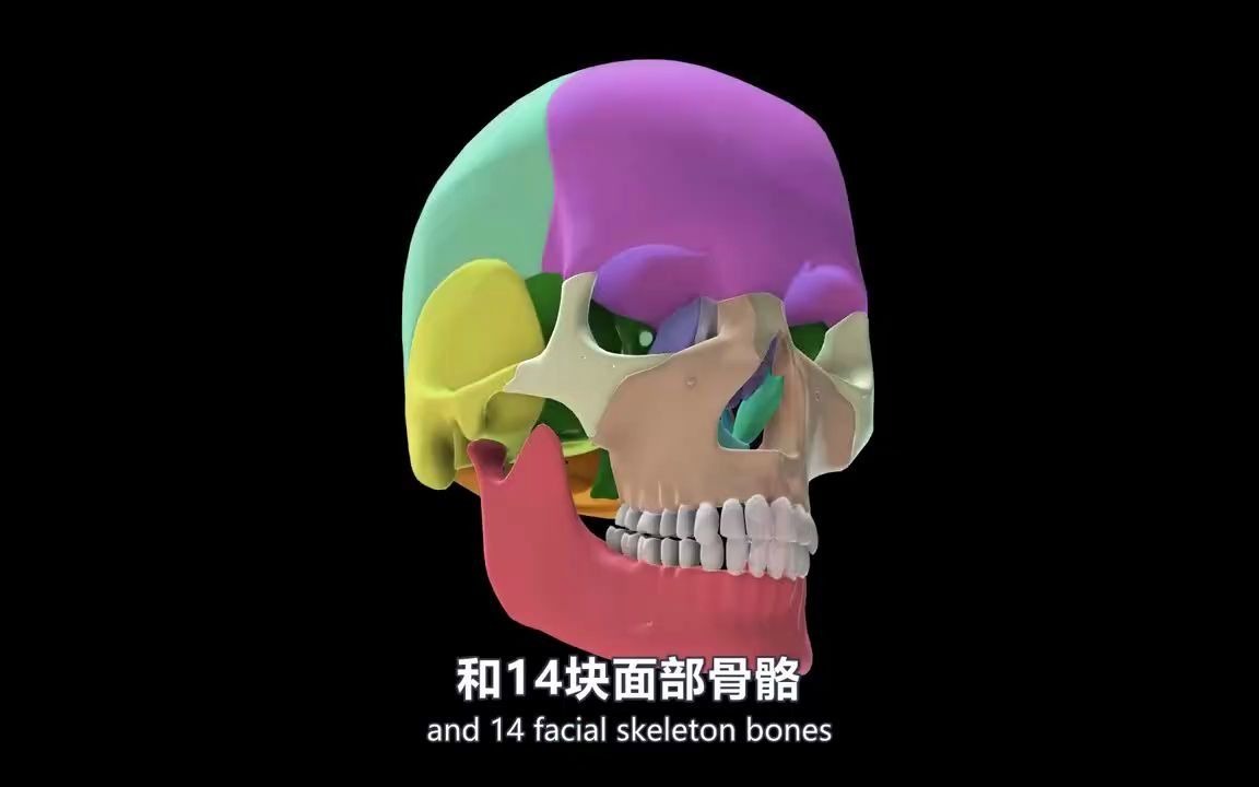 3d人体解剖学教材：颅骨的解剖