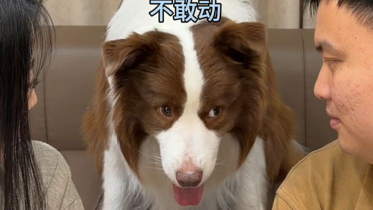 当爸妈突然看向狗狗