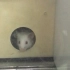 小鼠暗箱趋避实验