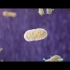 【生物】噬菌体侵染细菌