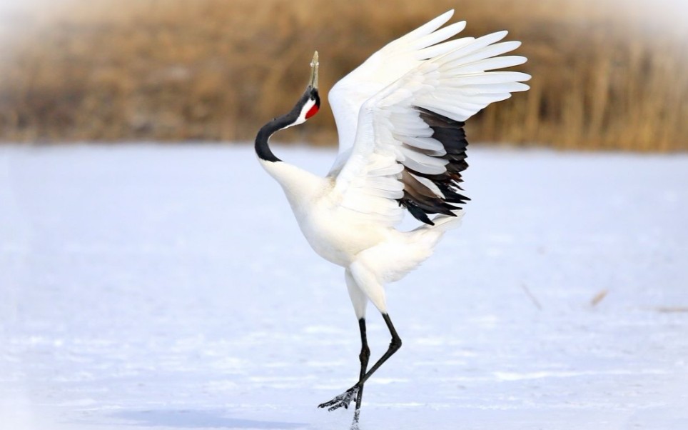 “古人的审美真是绝了”