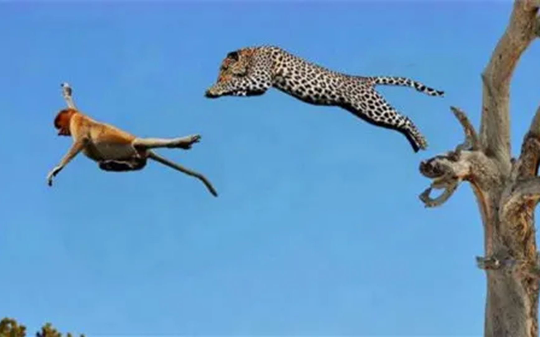 豹子上树捕猴，一招“空中飞豹”，逼的猴子无路可逃！