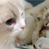 小奶猫被妈妈和阿姨同时洗澡，简直生无可恋