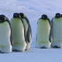 【纪录片/BBC】雪宝-一个小企鹅的故事 Snow Chick A Penguins Tale（2015）
