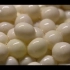 养殖可食用的白玉蜗牛-央视报道胜农蜗牛