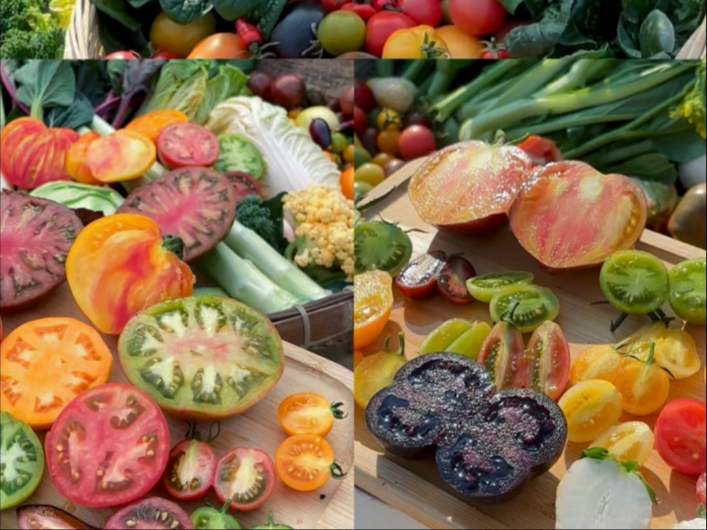 这些五颜六色的番茄叫什么名字？好不好吃？