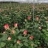 被称为玫瑰中的“劳斯莱斯”的厄瓜多尔玫瑰是如何种植的？