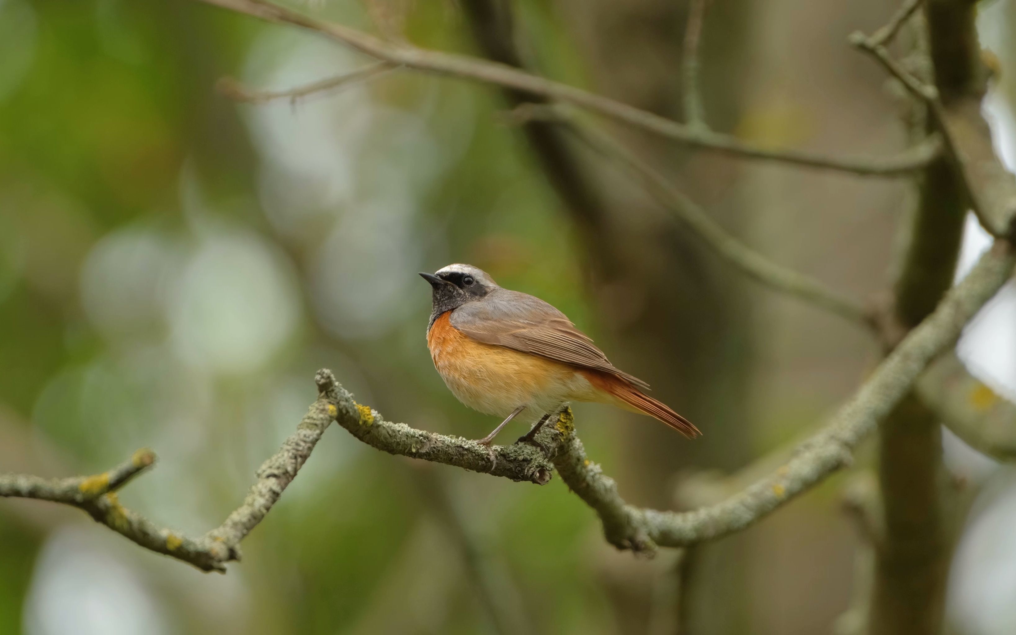 空镜头视频 鸟动物飞鸟鸟类 素材分享