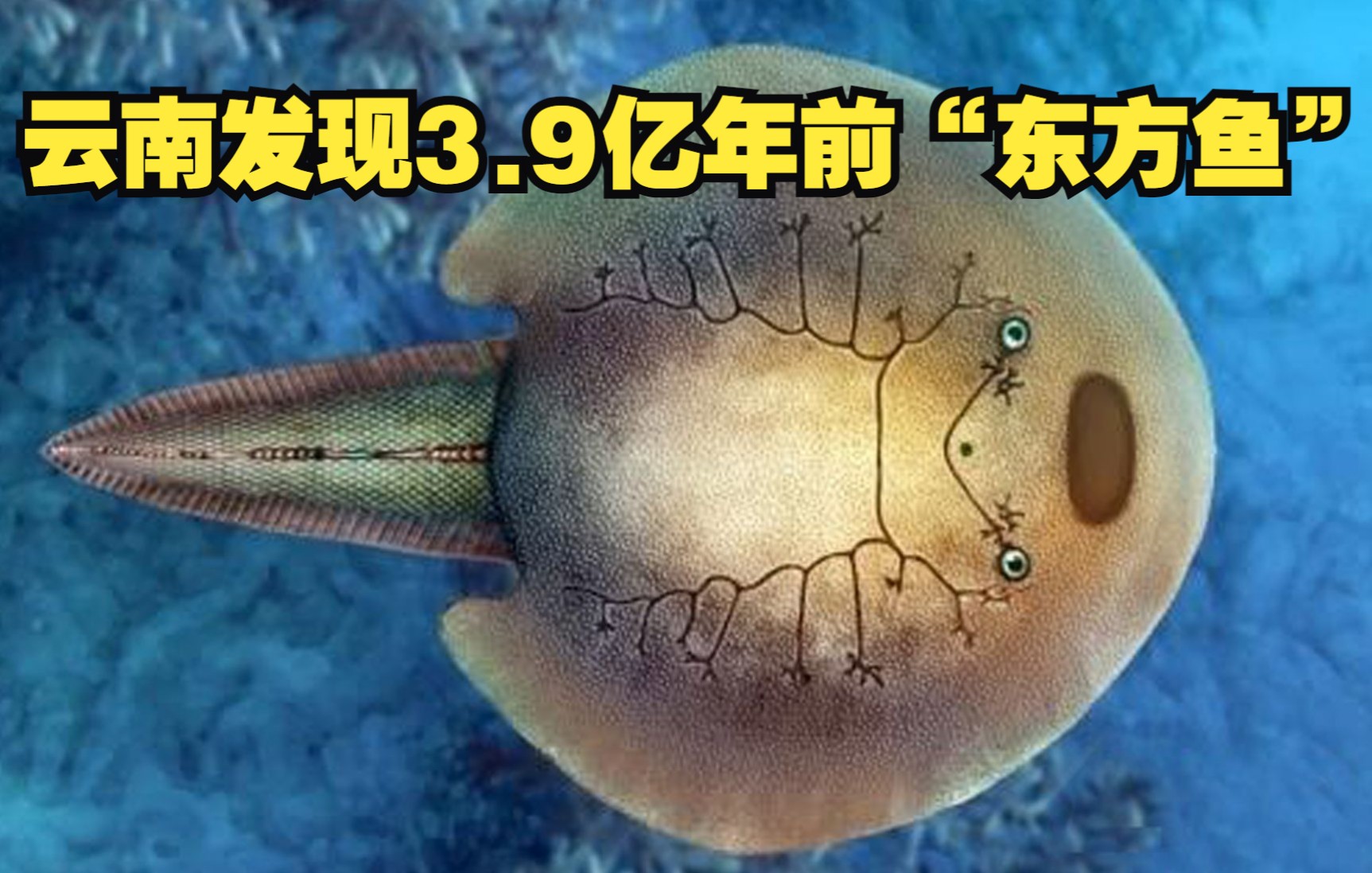 云南发现3.9亿年前“东方鱼”