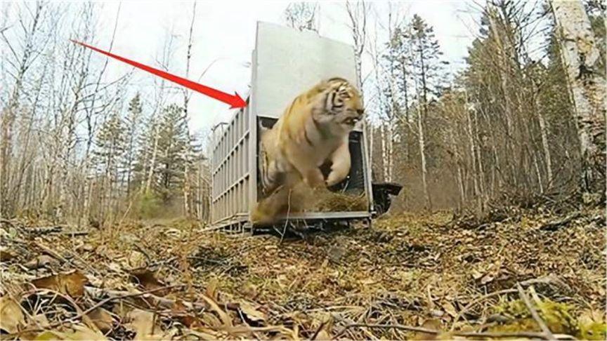 三只东北虎被放归山林，就在笼子打开那一瞬间，镜头记录意外画面
