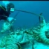 巴哈马运河-捕龙虾
