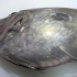 【海鲜小哥金子】冬天最丑的海鲂鱼竟然这么好吃，一般人不知道！@柚子木字幕组