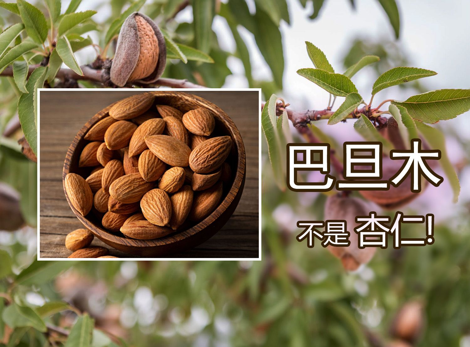 电子榨菜农场系列----巴旦木的种植与收获  他为什么不是美国大杏仁