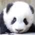 《大话熊猫》第1季 第2话 纳米技术认猫！治脸盲！