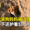 流浪狗妈妈被活埋，身下还护着8只小狗，被埋原因意想不到