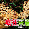 出门10分钟，采两大盆蘑菇！蘑菇季完美收官
