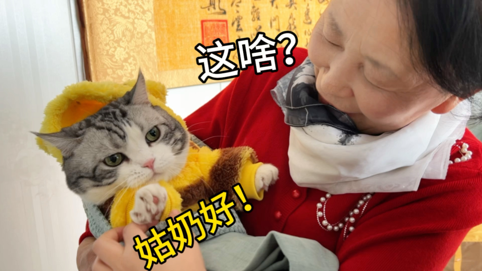 亲戚以为我带孩子回来，结果发现是猫！会怎样？