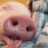 唤醒美梦中的宠物猪