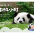 【直播精彩合集】20210814 pandapia7周年特别直播第一场 熊猫24小时