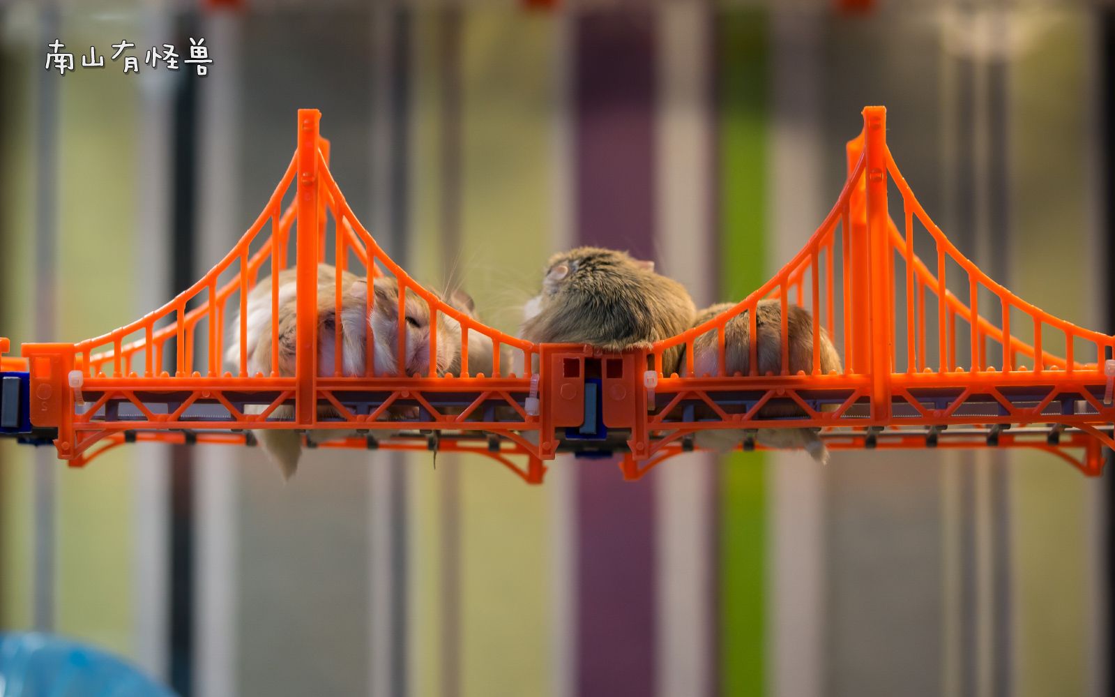 南山有怪兽的微博