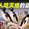 盘点那些被人类吃灭绝的动物，从50亿只到彻底消失，仅仅用了100年
